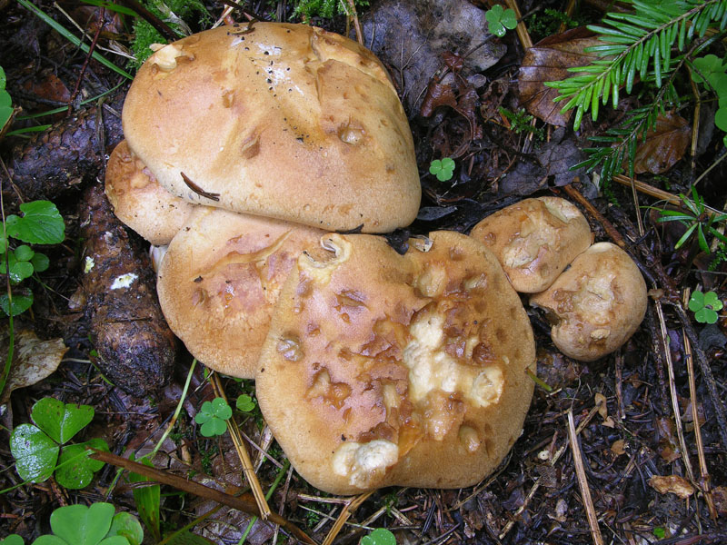 Cortinarius pseudocrassus da confermare.